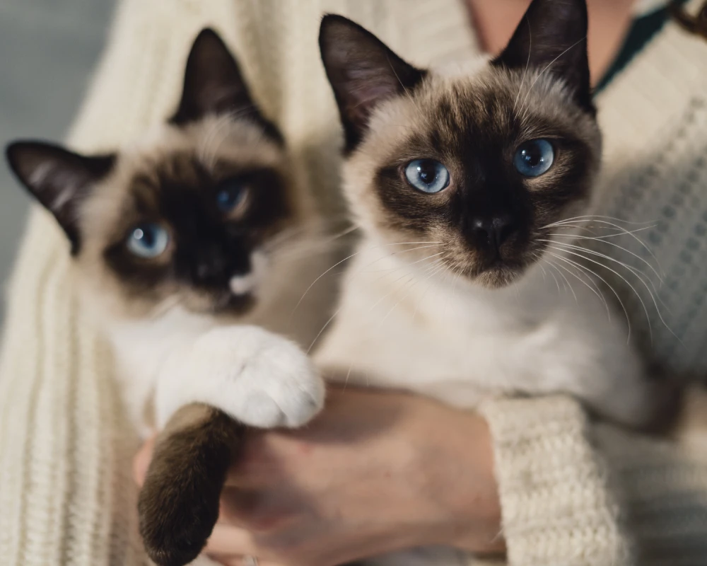 automatic dog feeder for kennel