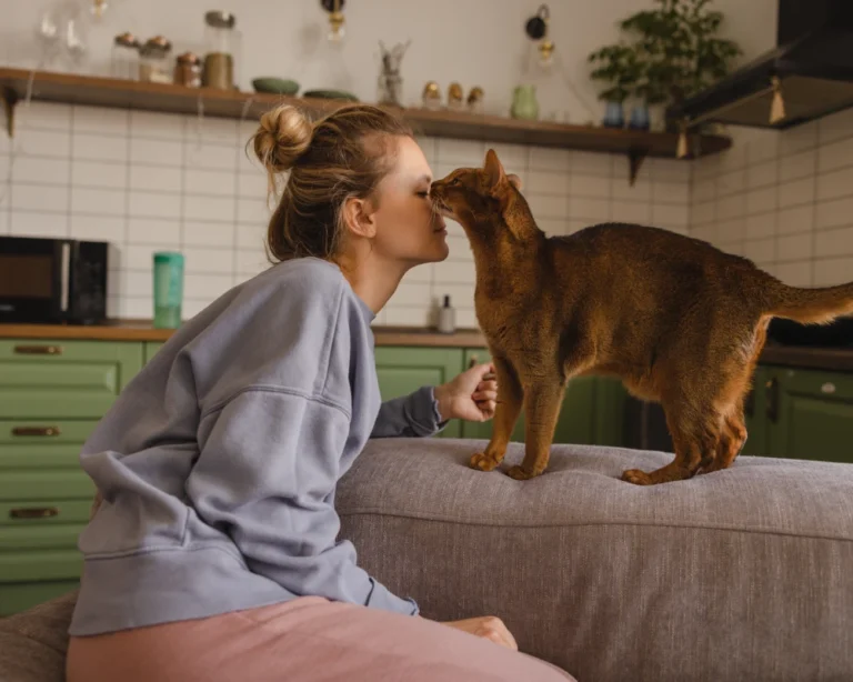 pets automatic pet feeder