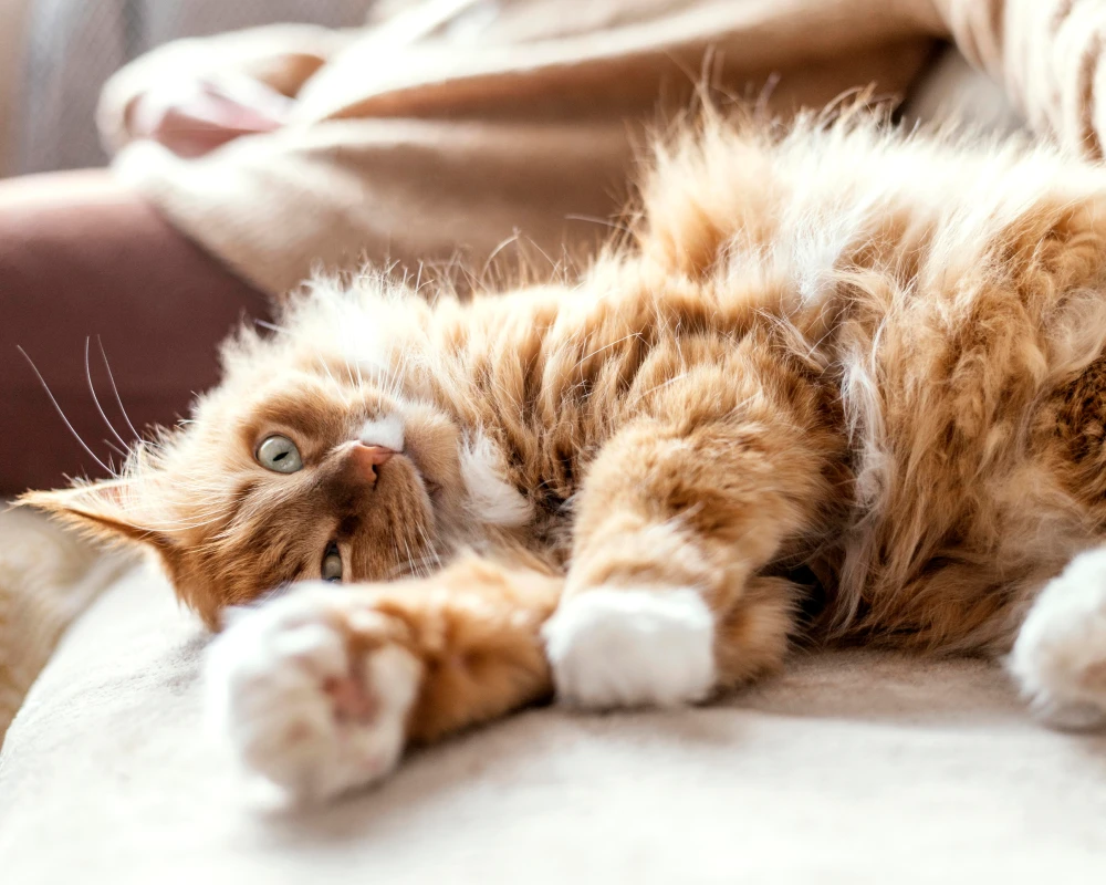 automatic cat feeder pets at home